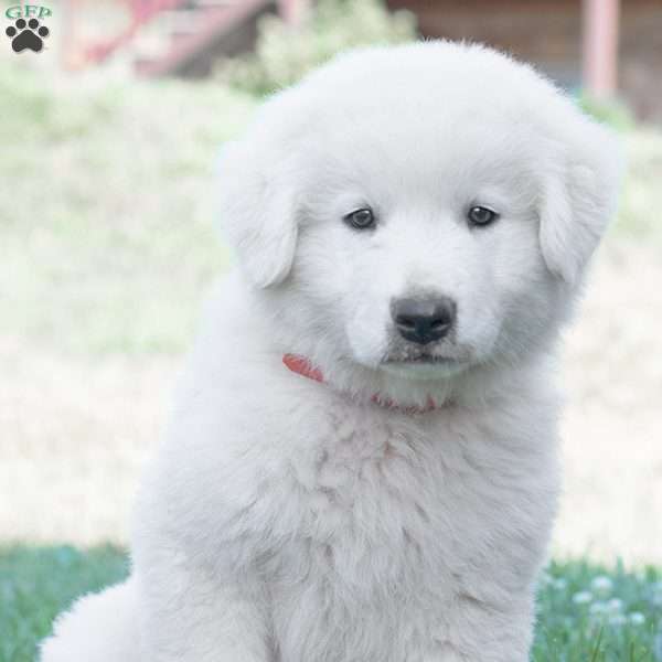 SOLDIER, Maremma Sheepdog Puppy